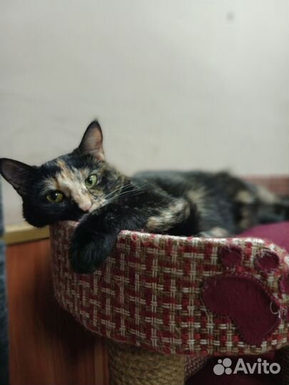 Кошка