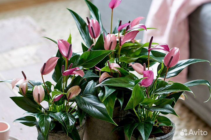 Антуриум Зизу