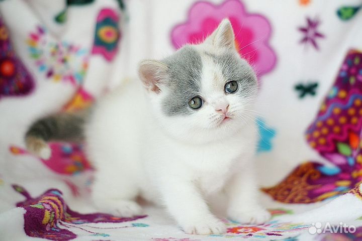 Британские котята Девочка