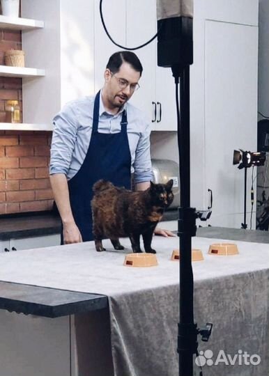 Кошка в аренду