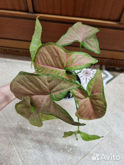 Сингониумы сортовые 1