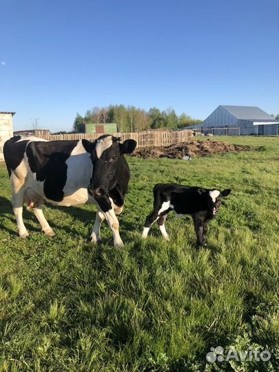 Корова дойная с теленком