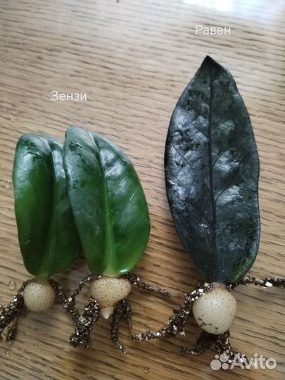 Замиокулькас Зензи и Чёрный Равен, Супер Нова