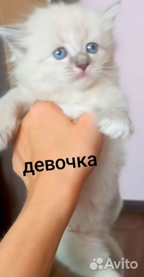 Котята