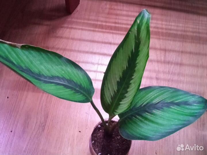 Калатея бьюти стар