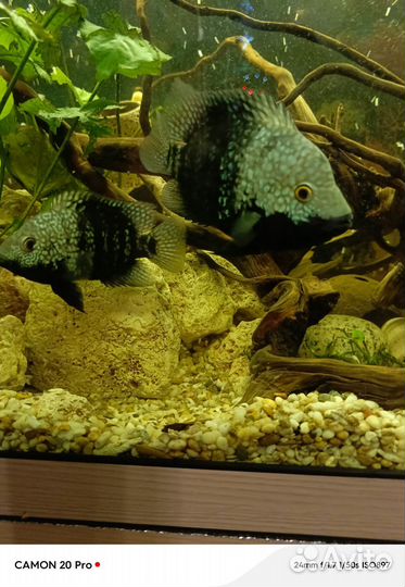 Аквариумные рыбки