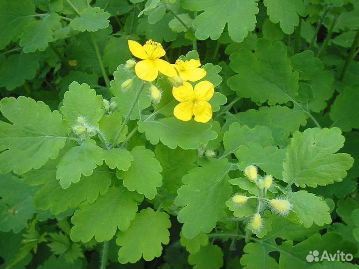 Сок чистотела