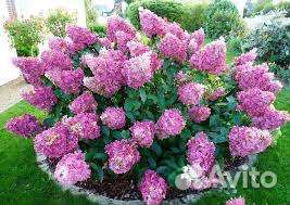 Гортензия метельчатая