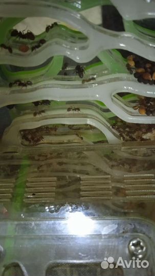 Муравьиная ферма с муравьями