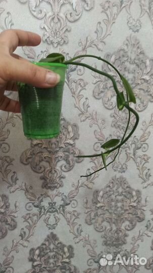 Церопегия сандерсона