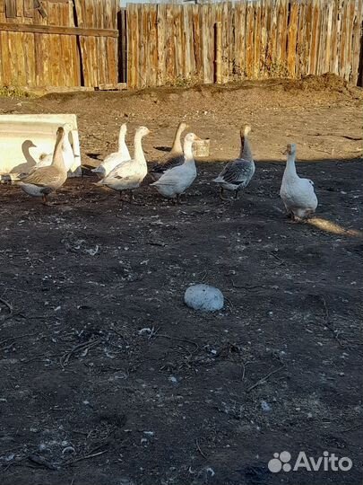 Продам гусей и цыцарок