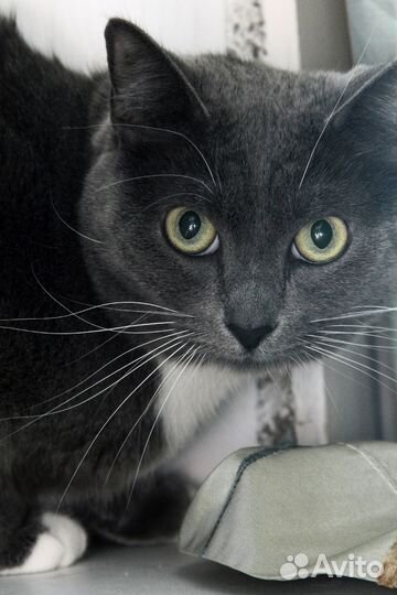 Кошечка Дунюшка ищет Человека с добрым сердцем