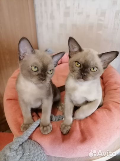 Котята европейской бурмы