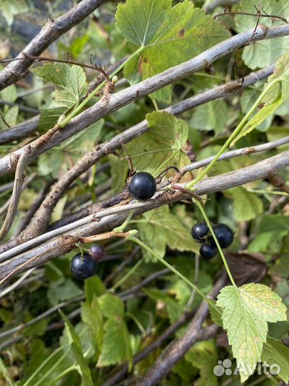 Куст черной смородины