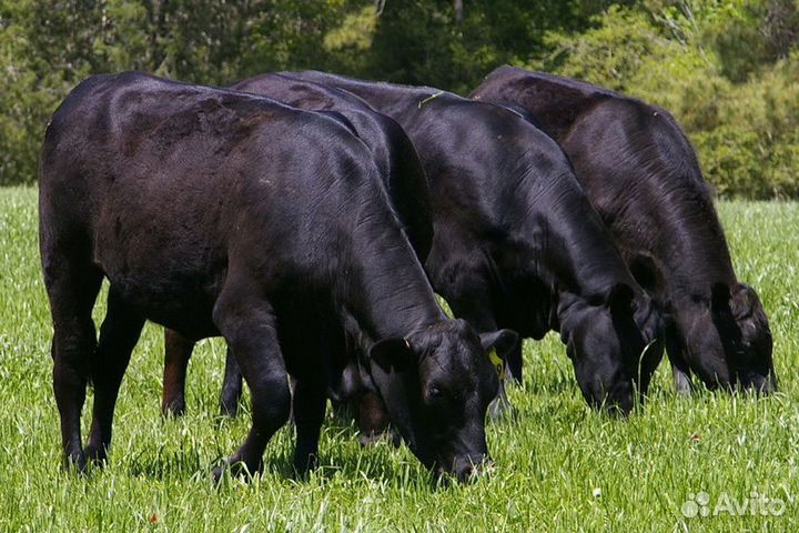 Продажа крс, Тверская область