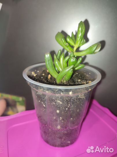 Крассула Хоббит