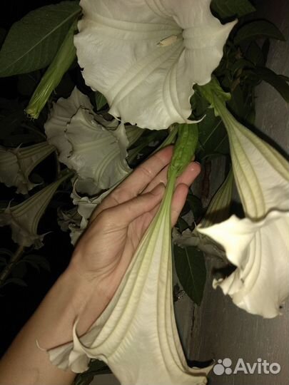 Бругмансия. любая высота