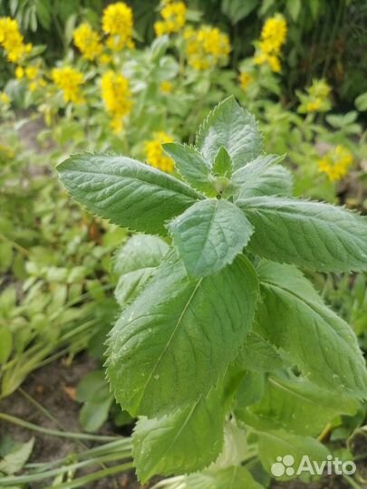 Садовые цветы и растения