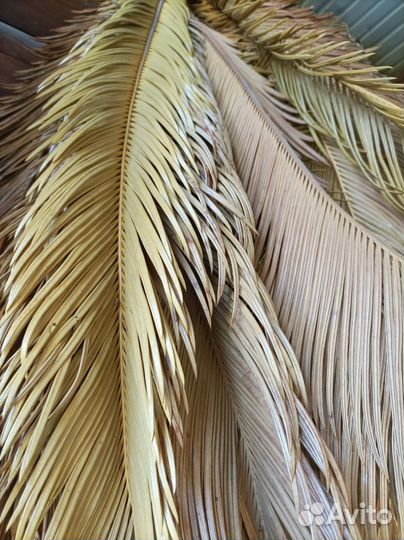 Саговая пальма Цикаса