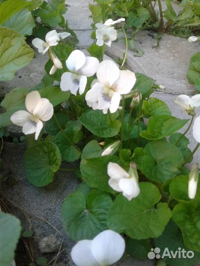 Почвопокровники (многолетники)