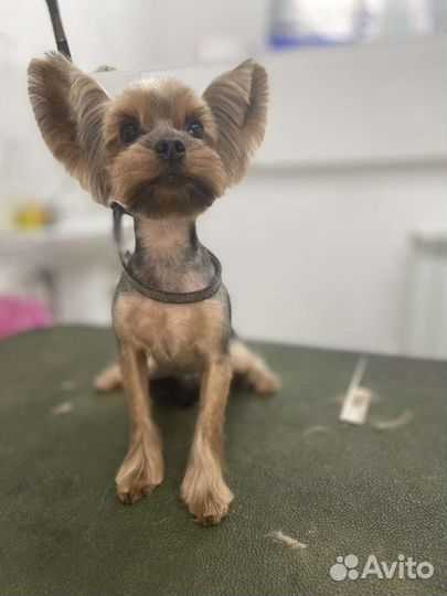 Стрижка собак