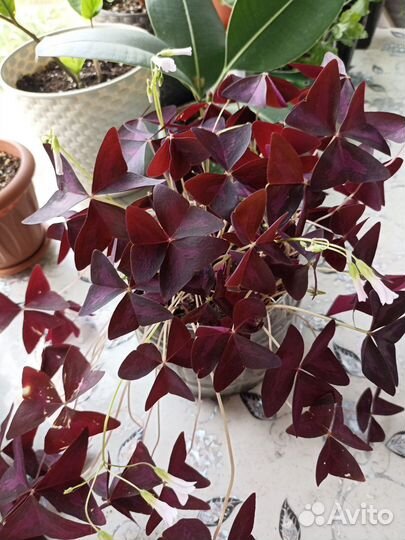 Оксалис детки