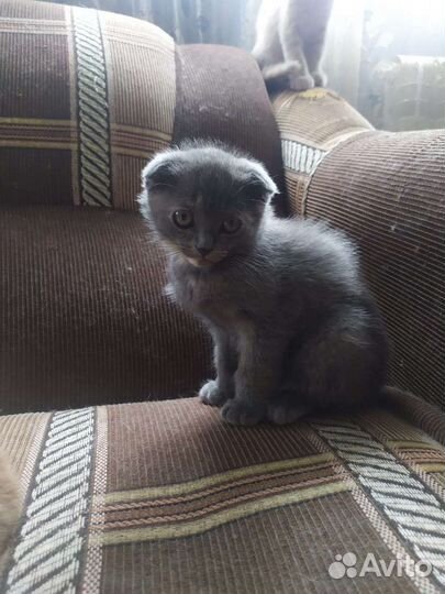 Британские котята