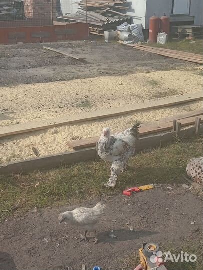 Петух брама