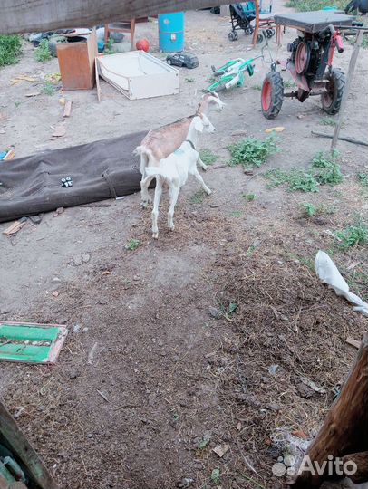 Козы и козлята