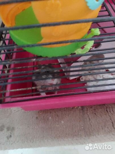 Хомяк с клеткой