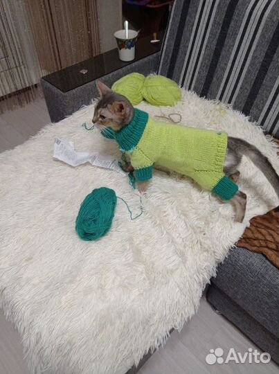 Вязание одежды для кошек,собачек мелких пород
