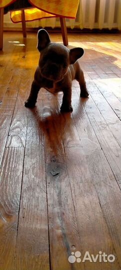 Французский голубой бульдог щенки