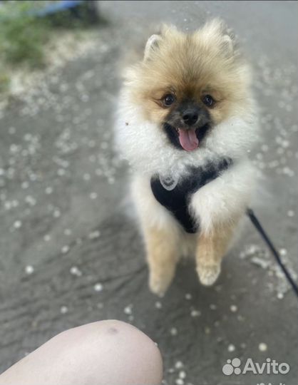 Немецкий шпиц