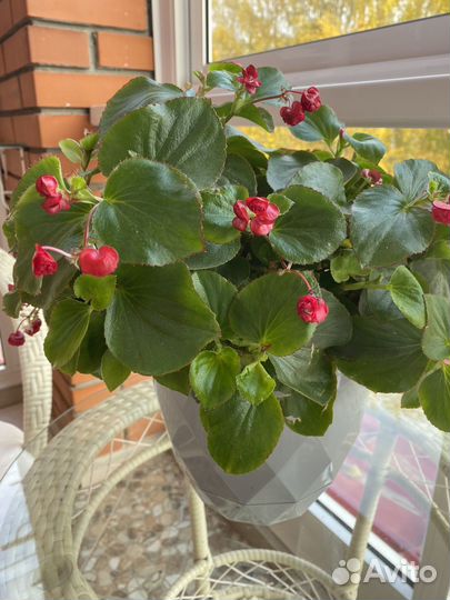 Бегония вечноцветущая красная