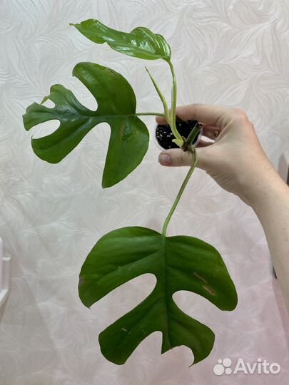 Монстера Минима / рафидофора тетрасперма