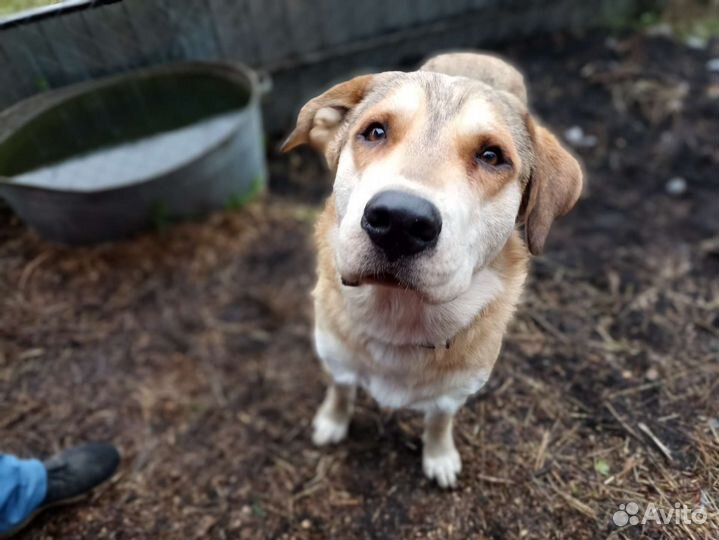 Собака бесплатно