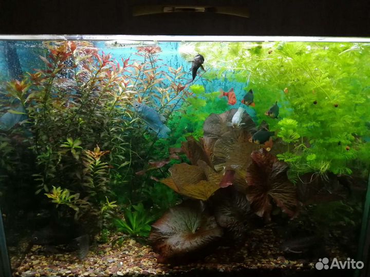 Аквариумные растения