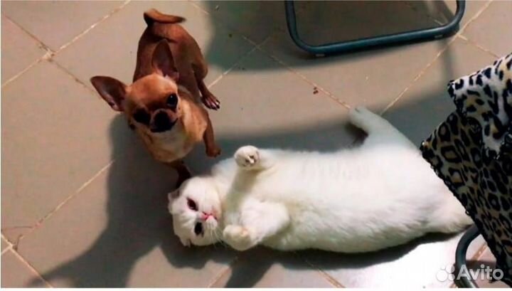 Передержка собак и кошек