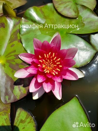 Нимфея аттракцион