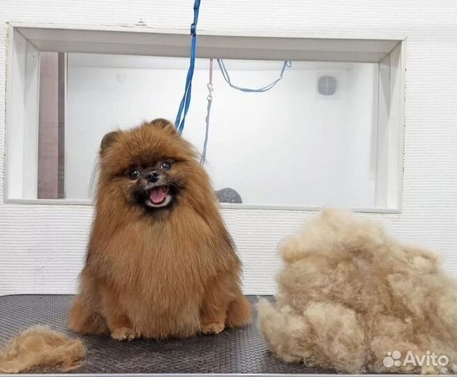 Груминг кошек и собак