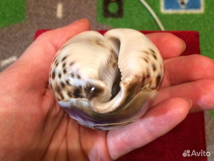 Ракушка морская