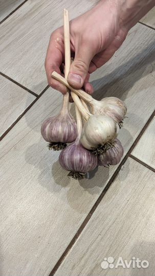 Чеснок