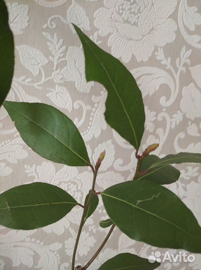 Лавр благородный, лаврушка