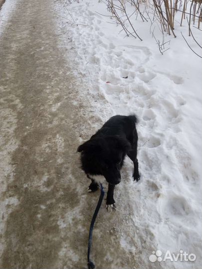 Собака в добрые руки отдам бесплатно