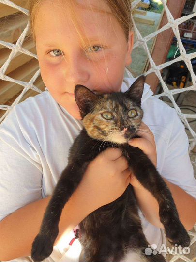 Котенку нужен дом