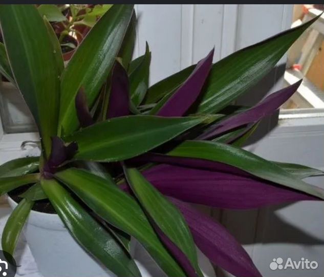 Комнатные цветы