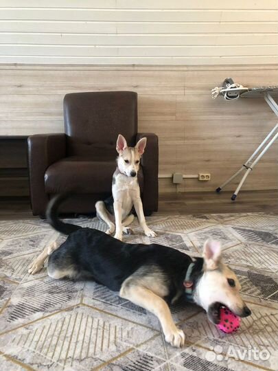 Щенок мальчик Скай 5 мес