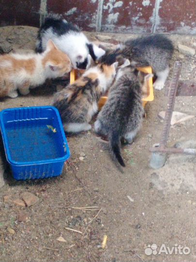 Котята в добрые руки
