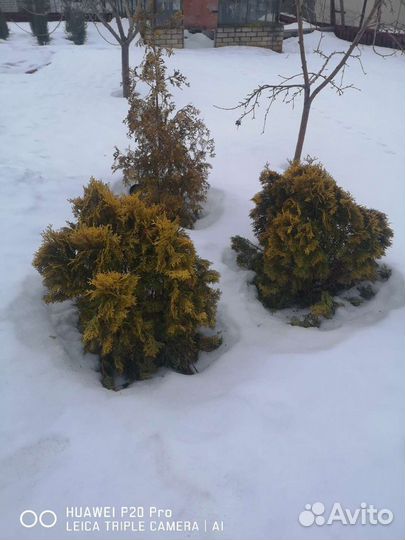 Хвойные растения