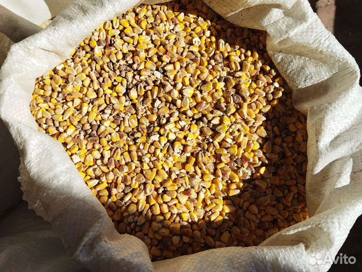 Кукуруза др